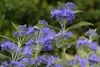 Bartblume ´DARK KNIGHT´ 40-50 cm, kont. 2,5 l Produktbild-Vorschau 2