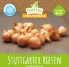 Wintersteckzwiebel Stuttgarter Riesen | Steckzwiebeln von Produktbild-Vorschau 3