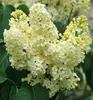 Flieder ´PRIMROSE´ 60-70 cm, Cont. 2,5 l Produktbild-Vorschau 1