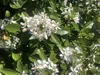 A close-up view of white flowers and green leaves of a plant. Podgląd zdjęcia produktu