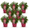 Green boutiQ - Gartenpflanze - Hydrangea panniculata Produktbild-Vorschau 2