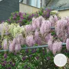 Bloomique - Wisteria Floribunda Rosea - Blauregen Produktbild-Vorschau 1
