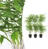 Fargesia Rufa - Nicht - Ausbreitender Bambus - Ø7cm - Ø15cm Produktbild-Vorschau 2