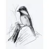 A pencil sketch of a bird perched on a branch. Anteprima dell’immagine prodotto