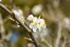 Prunus spinosa, Schlehdorn, 60–100 cm, dornig, heimisch Produktbild-Vorschau 4