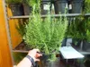 A hand holding a potted rosemary plant on a shelf in a store. Produktbild-Vorschau