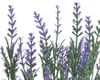 Kunstblumen Lavendel Zweig 43cm lila / violett 1 Stück Produktbild-Vorschau 2