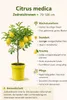Citrus medica Zedratzitrone 70–100 cm Stämmchen – echte Produktbild-Vorschau 3