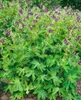 Geranium phaeum, Storchschnabel, violett, ca. 9x9 cm Topf Produktbild-Vorschau 2