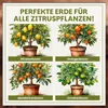 Green Home Zitruserde 72L - Erde für Zitruspflanzen & Produktbild-Vorschau 4