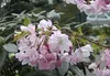 Frühe Zierkirsche Accolade - Prunus Accolade 60-100cm Produktbild-Vorschau 1