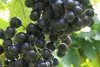 Vitis vinifera Muscat Bleu blaue Weinrebe Tafeltraube Produktbild-Vorschau 2