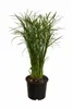 Cyperus Jela 50 cm Cyprysowa palma wodna - dekoracyjna Podgląd zdjęcia produktu 2