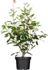 Photinia fraseri 'Red Robin', Glanzmispel, rot, 80–100 cm Produktbild-Vorschau 1