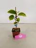 A small potted kiwi plant with green leaves and a brown stem, displayed against a white background. A pink decorative tag is placed in front of the pot. Náhľad obrázku produktu