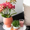 Kolibri Orchids | rote  Schmetterlings-Orchidee - Kongo - Produktbild-Vorschau 3