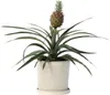 Ananaspflanze - Ananas comosus 'Mi Amigo' - Höhe 35-45cm - Produktbild-Vorschau 7