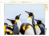 Calvendo Königspinguine - Zusammenkunft 1000 Teile Puzzle Produktbild-Vorschau 3