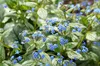 Stauden Gänge 1 x Brunnera macrophylla 'Jack Frost‘ im 1 Produktbild-Vorschau 6