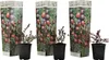 Three potted cranberry plants with decorative packaging. Produktbild-Vorschau