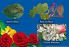 Celaflor Rosen-Pilzfrei Saprol 100 ml Produktbild-Vorschau 5