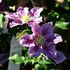 Close-up of two purple clematis flowers with yellow centers, surrounded by green leaves. Produktbild-Vorschau