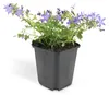Skalníková trvalka - Zvonek - Campanula poscharskyana Náhled obrázku produktu 7