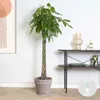 Bloomique - Pachira Aquatica - Glückskastanie - Produktbild-Vorschau 2