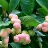 Magnolia kobus - północna magnolia japońska - Wysokość 100 Podgląd zdjęcia produktu 2