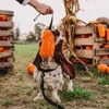 Dingo Beißwurst "MOP" mit  Bungee Griff 40 cm Orange Produktbild-Vorschau 5