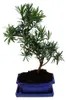 Bonsaj tisovec velkokvětý - Podocarpus macrophyllus - cca. Náhled obrázku produktu 3