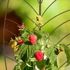 Lot de 2 tuteurs Relaxdays, piquets de jardin en forme de Voir les images du produit 3
