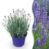 Levandule (Lavandula angustifolia) Hidcote, mrazuvzdorná, Náhled obrázku produktu 1