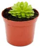 Pianta carnivora - Pinguicula esseriana - vaso da 9 cm Anteprima dell’immagine prodotto 1