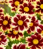 A close-up view of several red and yellow flowers with green foliage in the background. Produktbild-Vorschau