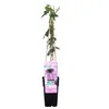 Passiflore Passiflora Purple Haze 40–60 cm – Fleurs Voir les images du produit 6