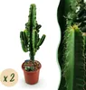 Green boutiQ - Zimmerpflanze - Euphorbia eritrea - Produktbild-Vorschau 2