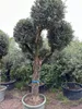 Olivenbaum XXXL ca. 80 Jahre Alt Winterhart bis -17 °C Höhe Produktbild-Vorschau 3