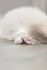 Trixie Katzenspielzeug Bär aus Stoff mit Catnip (1 Stück) Anteprima dell’immagine prodotto 13