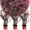 Sada 3 kusov Berberis thunbergii 'Rose Glow' - dúhovec - 2 Náhľad obrázku produktu 1