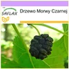 SAFLAX - Drzewo Morwy Czarnej - 200 Nasiona - Morus nigra Podgląd zdjęcia produktu 9