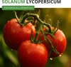 Stabtomaten Tamina Samen - Solanum lycopersicum Produktbild-Vorschau 4