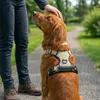 Belviona anti-trek hondenharnas, gevoerd Y-harnas voor Productafbeelding-voorbeeld 2