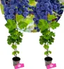 Sada 2 hroznů - Vitis vinifera "Cabernet Cortis" - výška 40 Náhled obrázku produktu 1