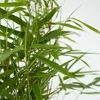 A close-up view of green bamboo leaves and stems against a white background. Podgląd zdjęcia produktu