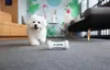 Giocattolo interattivo per cani Cheerble Wickedbone Anteprima dell’immagine prodotto 9
