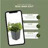 Plants by Frank | 48 Dreiblatt Golderdbeere Pflanzen | Produktbild-Vorschau 5