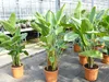 Strelitzia Strelitzie weiß Augusta 160 - 180 cm, Produktbild-Vorschau 3