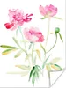 MuchoWow® Poster Blumen - Aquarell - Rosa 30x40 cm - Produktbild-Vorschau 1