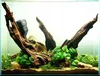 Décoration d'aquarium, racine de mangrove 50-70 cm, brun Voir les images du produit 10